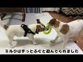 【新年会】犬5匹と猫1匹で手作りの犬用おせち料理を堪能しました ジャックラッセルテリア