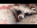 韩丹彤倾情讲述皮草背后的真相 han dantong shares the truth behind fur