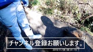 【イノシシ　捕獲】2019年１１月８日【ないがしろ団】【くくりわな】