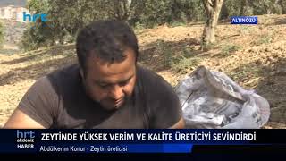 Zeytinde yüksek verim ve kalite üreticiyi sevindirdi