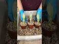 transplantation and propagation of sansevieria moonshine.