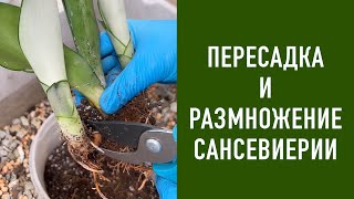 Transplantation and propagation of Sansevieria Moonshine.