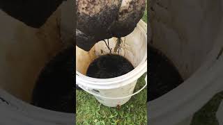 Making Black Walnut Ink at Home In under 5 minutes!!