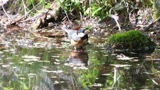 河口湖フィールドセンターのヤマガラの水浴び　その３９（4K60P動画）