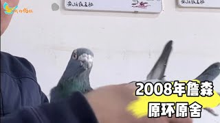 2008年詹森原环原舍超级种雄配中国皇帝直孙女