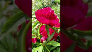 🌺 Розкішна краса червоної півонії / Amazing beauty of a red peony