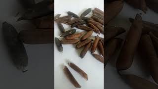 Limited stock only 20+26cc9847405270 kilukki seed poombatta ചെടി