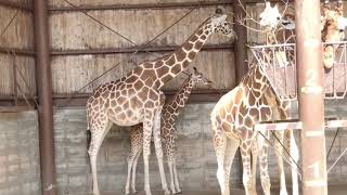 キリンで癒され　秋吉台サファリランド Giraffe Akiyoshidai Safari Land