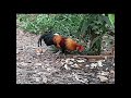 ไก่ต่อหูขาว ไก่หนุ่ม ทรงป่า เสียงเล็กขันตัด beautiful jungle fowl crowing chicken