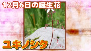 12月6日の誕生花 ユキノシタ どんな花？あなたに送る花言葉は?