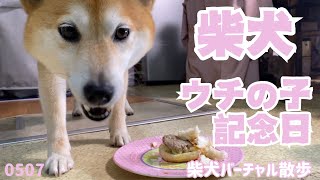 【柴犬 ウチの子記念日】週刊柴犬むーちゃんねる #72