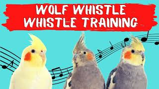 WOLF WHISTLE Whistling,  Cockatiel Training, Cockatiel Sounds and Whistle