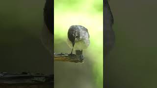 名前：コサメビタキ幼鳥 学名：Muscicapa dauurica juvenile(103)#野鳥#shorts