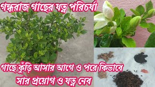 গন্ধরাজ গাছের কুঁড়ি আসার আগে ও পরে কিভাবে সার প্রয়োগ, যত্ন ও পরিচর্যা করবো।