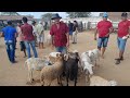 Feira de Animais de Santa Cruz do Capibaribe Pernambuco,Muitas Cabras e Carneiros 25/11/2024