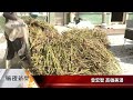 高雄美濃百年麻油工廠 復耕芝麻成特色【客家新聞20230201】