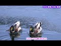 日本の野鳥44種類の鳥図鑑 4k　😊