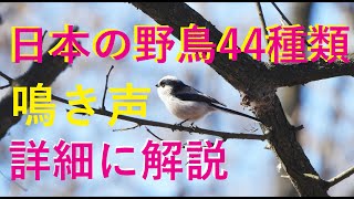 日本の野鳥44種類の鳥図鑑  4K　😊