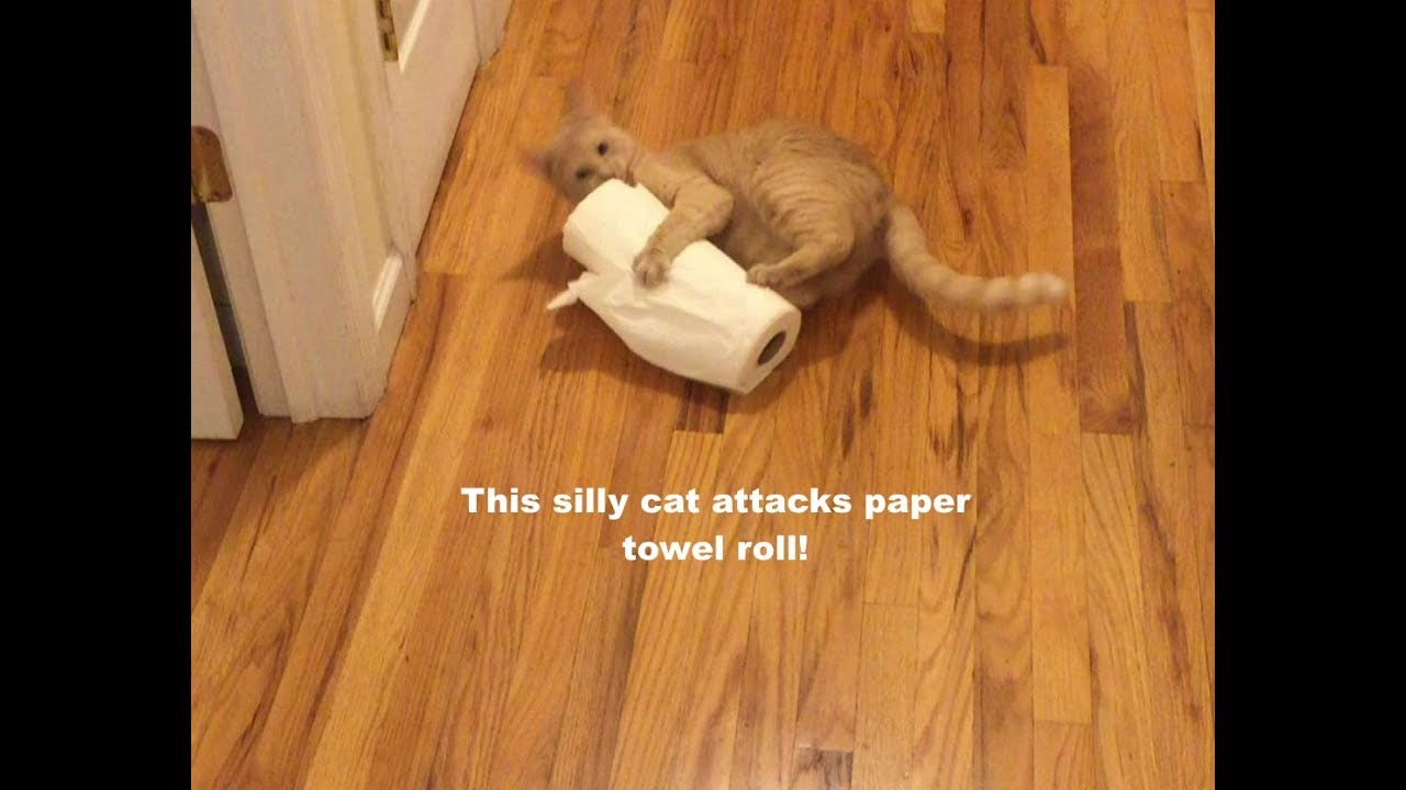 Cute Cat Attacks Paper Towel Roll - YouTube