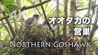 野鳥撮影・ 野鳥動画・オオタカの巣・Northern Goshawk / 4K