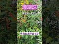 珊瑚珠｜蜜源植物 + 小鳥食餌 + 庭園觀賞｜新竹小巷的邂逅