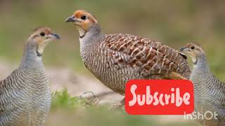 |teetar male \u0026 female voice|Best Hunting sounds of Jungle partidge |Grey francolin pair voice