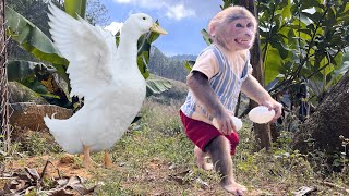 So funny! The duck attacked monkey Max when he tried to steal its egg