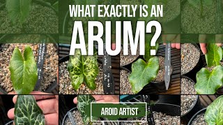 What exactly is an Arum? More importantly what ISN’T an Arum? - Let’s explore this amazing Genus