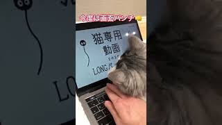 猫がパソコンに画面パンチしちゃった…【癒し猫】#shorts