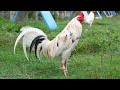 White Kelso | A.D.A Gamefarm | Gallos