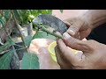 বিভিন্ন পদ্ধতিতে আমের কলম কিভাবে করবেন different methods of mango grafting.