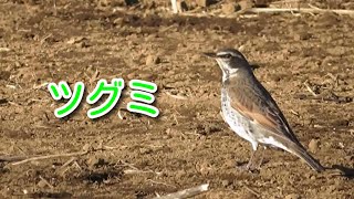 【野鳥観察】身近な冬鳥「ツグミ」