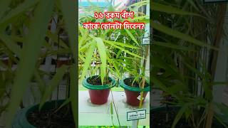 ১৬ রকমের বাঁশ কাকে কোনটা দিবেন পছন্দ আপনার ঈদের আগেই জমে উঠেছে বৃক্ষমেলা National Tree Fair 2024