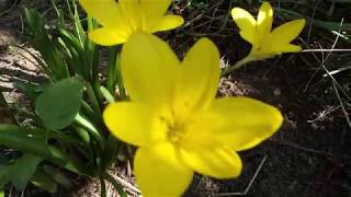 Sternbergia lutea  Greece by Theo Fotiadis  29 9 2019