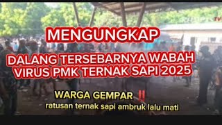 Terungkap ‼️ ternyata siapa dalang di balik tersebarnya wabah virus PMK ternak sapi 2025...!