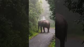 ഗവിയിൽ ആനവണ്ടിയും ആനയും മുഖാമുഖം |GAVI ELEPHANT KSRTC