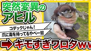 【2ch動物スレ】この突然変異のアヒルキモすぎワロタｗｗｗｗｗｗｗｗｗｗｗｗｗｗｗｗ