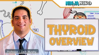 Endocrinology | Thyroid Overview