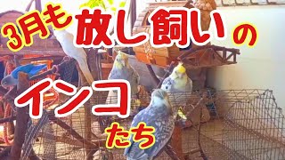 インコたち🦜3月も元気に外遊び中❣️😊オカメさん、コザクラさん、ボタンさんたちです💞😄