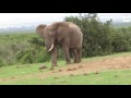 elephant kicks tortoise around like a football