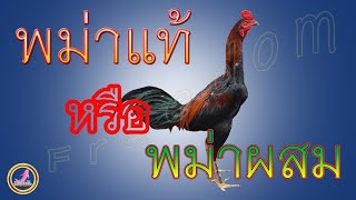 ทุกวันนี้เลือกเลี้ยงไก่สายพันธุ์พม่าแท้หรือไก่สายพันธุ์พม่าลูกผสมดี...!!!