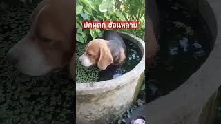 อากาศมันร้อน ขอแช่น้ำนำแหน่