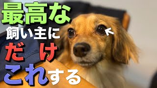 最高な飼い主が育てた犬はこの行動をします。