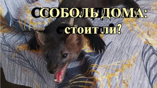 Соболь дома: Стоит ли заводить соболя?