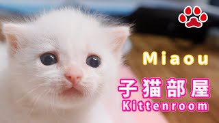 2024.5.9  am1:20 ミルクの時間　Milk time　[ Miaou Live ]