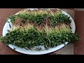 grow methi fenugreek in just 6 days at home सिर्फ 6 दिन उगाये मेथी organic methi in soil