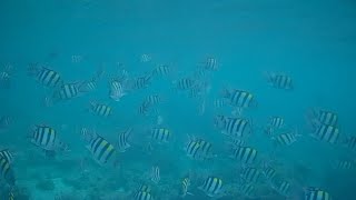 Chasing Dory Underwater test