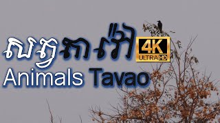 សត្វតាវ៉ៅ l Animals Tavao