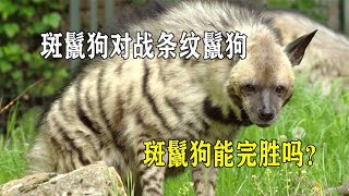 斑鬣狗对战条纹鬣狗，凭借585公斤的咬合力，斑鬣狗能完胜吗？