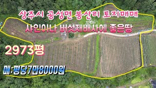 (매물327번)경북 상주시 공성면 봉산리 샤인머스켓이나 버섯재배사 하기 좋은 2973평의 토지매매